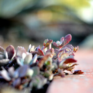 Succulents